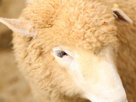 Transhumance et repas