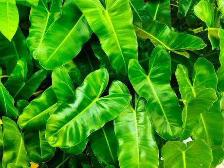 Troc de plants et de graines