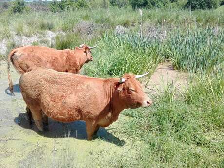 Boucle de La Latière