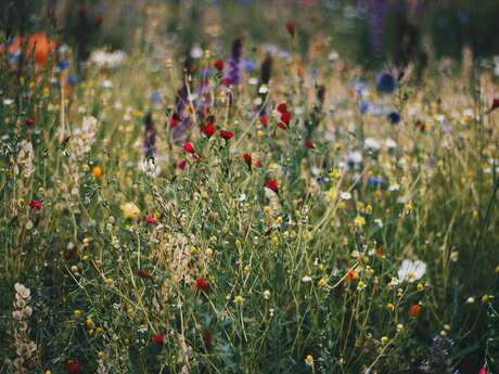 Été actif | Balade découverte des plantes sauvages, comestibles et médicinales