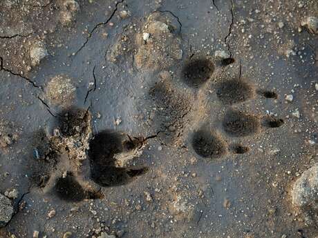 Traces et empreintes des animaux