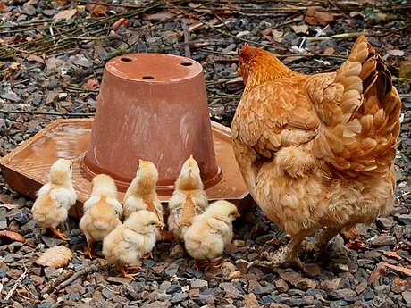 Exposition d'aviculture