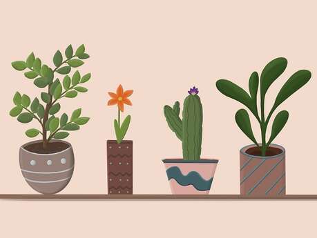 Troc plantes