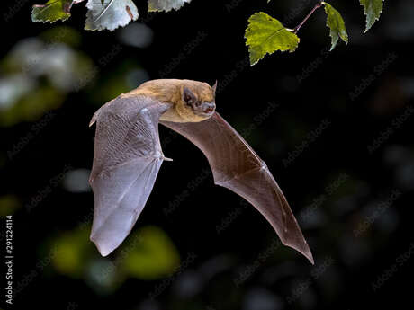 Eté actif : soirée chauve-souris