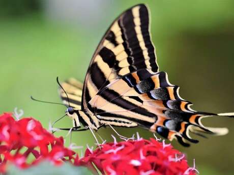 Printemps de la biodiversité - Sortie découverte des papillons du côteau de Légal