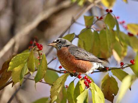Printemps de la biodiversité - Spectacle chanteurs d'oiseaux