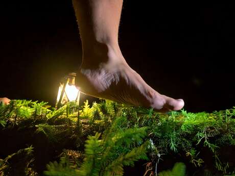 Balade nocturne sensorielle