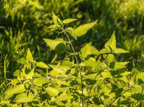 Sortie nature