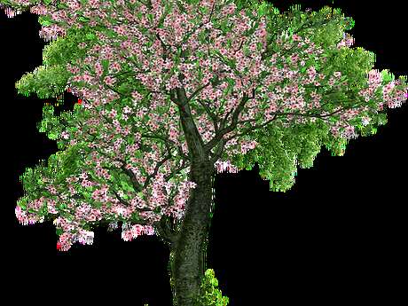 Exposition : Comme un arbre