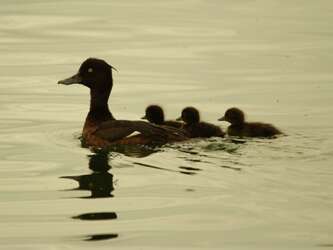 Réserve Ornithologique de la Grande Noé