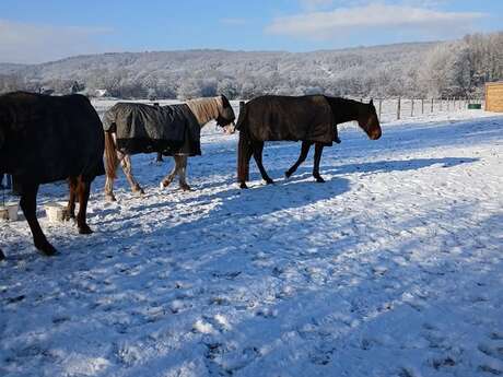 Elevage des coteaux de Seine - La Mare Hermier