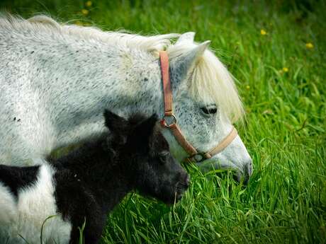 Elevage des coteaux de Seine - La Mare Hermier