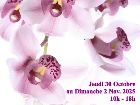 27e Magie des Orchidées au Château de Vascoeuil
