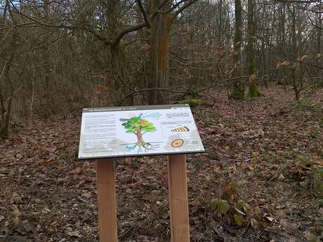 Forêt domaniale de Bord-Louviers