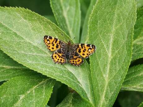 Journée mondiale de la biodiversité