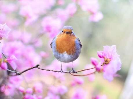 Exposition interactive Ecoute les oiseaux