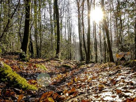 Conférence sur les regards artistiques sur l'arbre et la forêt