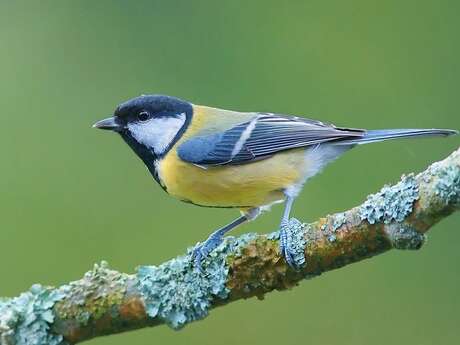 Sortie : Découvertes des Chants d'oiseaux à la Librairie-Café l'Autre Rive à Berrien.