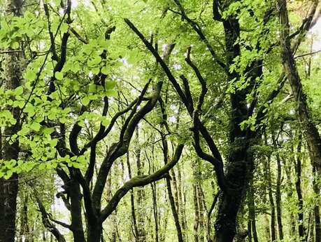 Rando "A Pas de Loup" avec ADDES à Botmeur.