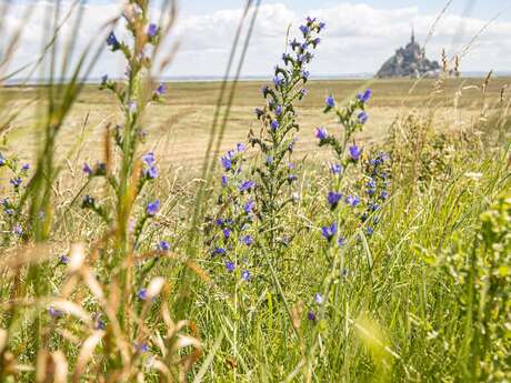 Baie du Mont-Saint-Michel : Circuit Route du Mont Saint-Michel n° 7