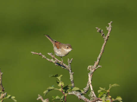 Les oiseaux des landes