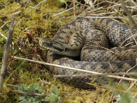Fête de la Nature - A la recherche des reptiles de Trez Goarem