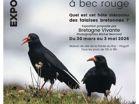 Exposition "Le Crave à bec rouge"