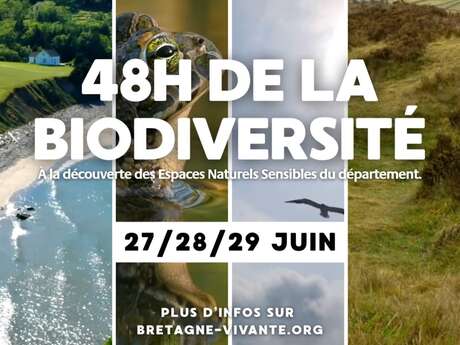 Découverte de l'engoulevent