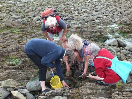 Découverte des Algues