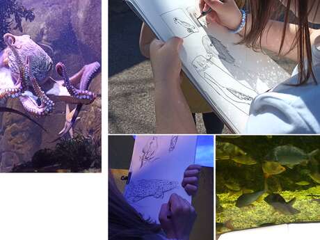 DESSINER À L'AQUASHOW / atelier enfants à Audierne