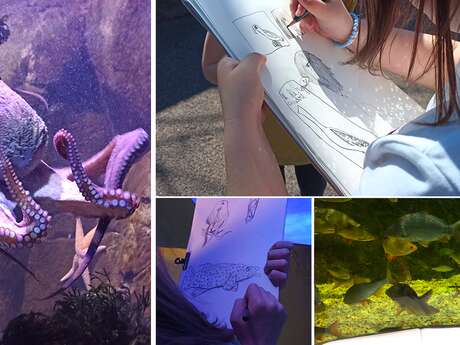 Dessiner à l'Aquashow - atelier jeunes (12 ans et +)