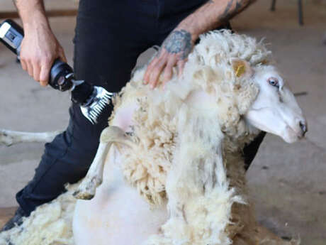 Sheep shearing at Plomarc'h farm
