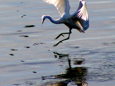 Sortie nature - Découverte des oiseaux du littoral