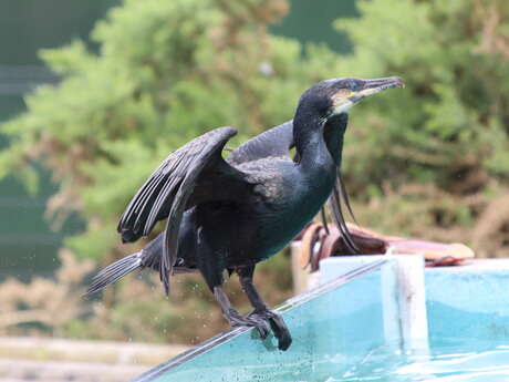 Visite guidée & spectacle d'oiseaux à l'AquaShow