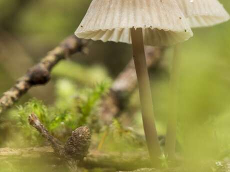 Atelier photo numérique dès 8 ans