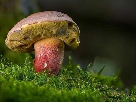 Balade nature au joli monde des champignons