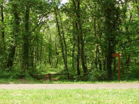 Le Bois de Pleuven