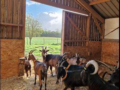 La Chèvrerie d'Aurore