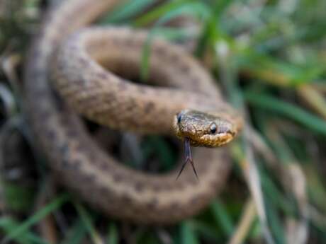Balade à la découverte des reptiles de Trez Goarem