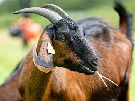 La Chèvrerie de la Poterie