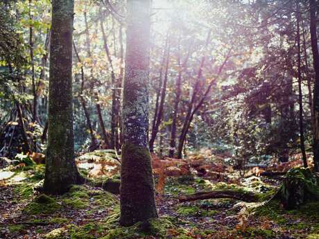Les rendez-vous nature - Balade chantée dans les bois