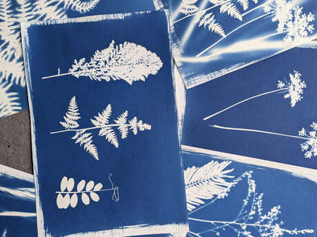 Atelier cyanotype avec Philippe Bréson