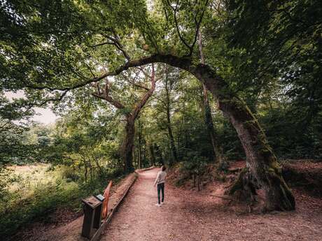 Le bois de Penfoulic
