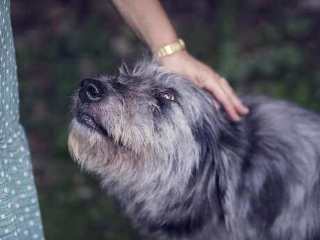 Le Chenil de Plozévet