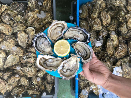 Huîtres Morvan : Visite de l'exploitation ostréicole - STESF 2025