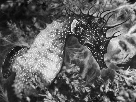 Exposition - Jean Painlevé, les pieds dans l’eau