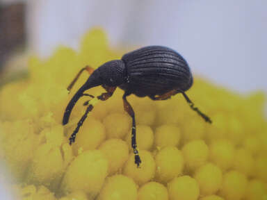 Expositions “PolliniZateurs” et “Mille milliards d’insectes et nous et nous et nous !”