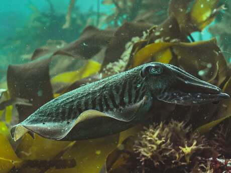 Conférence "La petite faune de l'Atlantique"