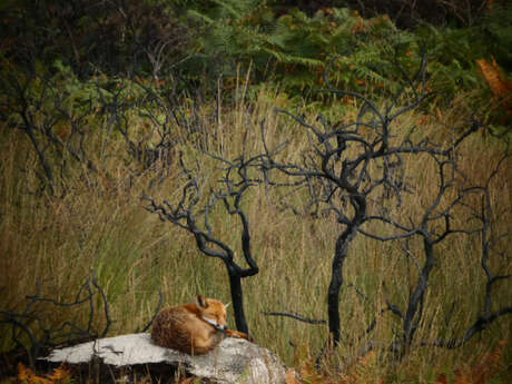 Les landes de Locarn, 1an après l'incendie