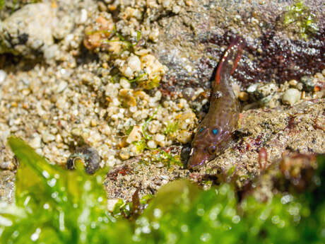 Sortie famille : À la découverte de l’estran